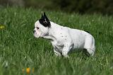 BOULEDOGUE FRANCAIS 1069